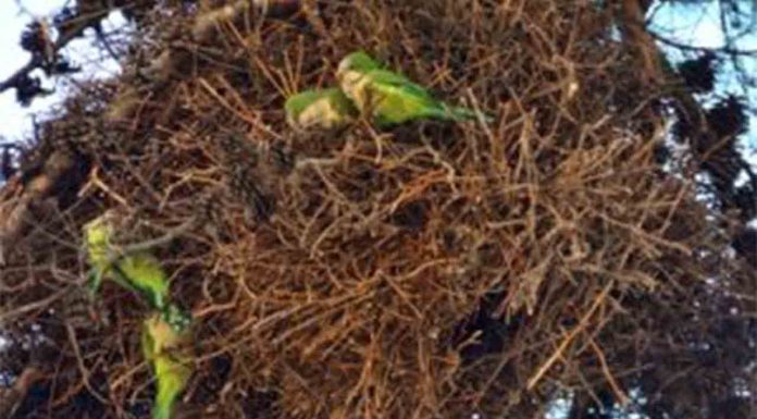 Interrupción temporal del servicio en la T4 del Trambesòs Interrupción temporal del servicio en la T4 del Trambesòs