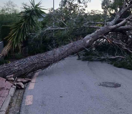 Viento fuerte en Barcelona y el noreste: el episodio alcanza su punto crítico Viento fuerte en Barcelona y el noreste: el episodio alcanza su punto crítico