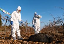 21 nuevos casos de peste porcina amplían la zona de riesgo en el área metropolitana 21 nuevos casos de peste porcina amplían la zona de riesgo en el área metropolitana
