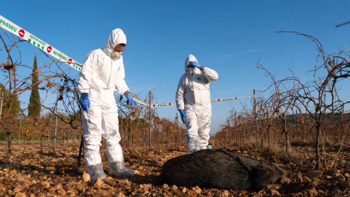 21 nuevos casos de peste porcina amplían la zona de riesgo en el área metropolitana