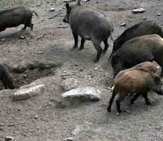6 Nuevos positivos de peste porcina en la zona de riesgo 6 Nuevos positivos de peste porcina en la zona de riesgo