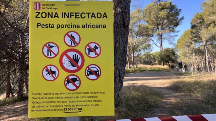 Collserola se cierra al público tras detectarse peste porcina en Barcelona