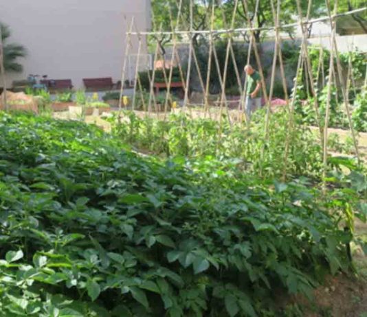 Huerto La Ferroviaria: un espacio comunitario y adaptado para todas las edades en La Sagrera Huerto La Ferroviaria: un espacio comunitario y adaptado para todas las edades en La Sagrera