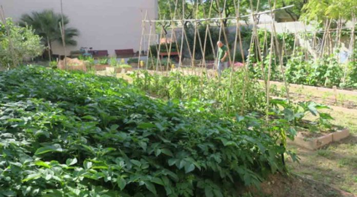 Huerto La Ferroviaria: un espacio comunitario y adaptado para todas las edades en La Sagrera Huerto La Ferroviaria: un espacio comunitario y adaptado para todas las edades en La Sagrera