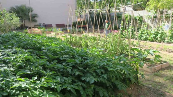 Huerto La Ferroviaria: un espacio comunitario y adaptado para todas las edades en La Sagrera