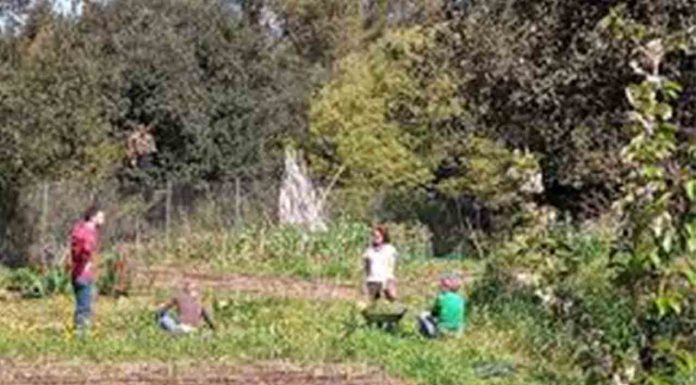 Huerto Urbano Can Pujades: Agricultura ecológica en el corazón de Collserola Huerto Urbano Can Pujades: Agricultura ecológica en el corazón de Collserola