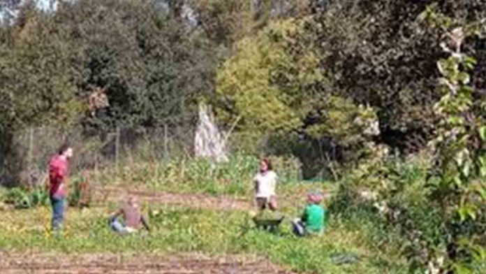 Huerto Urbano Can Pujades: Agricultura ecológica en el corazón de Collserola