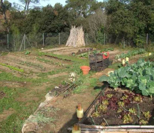 Huerto Urbano Collserola: naturaleza y agricultura ecológica en el antiguo condado de Sert Huerto Urbano Collserola: naturaleza y agricultura ecológica en el antiguo condado de Sert