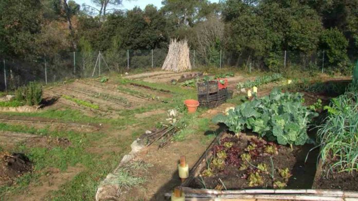 Huerto Urbano Collserola: naturaleza y agricultura ecológica en el antiguo condado de Sert