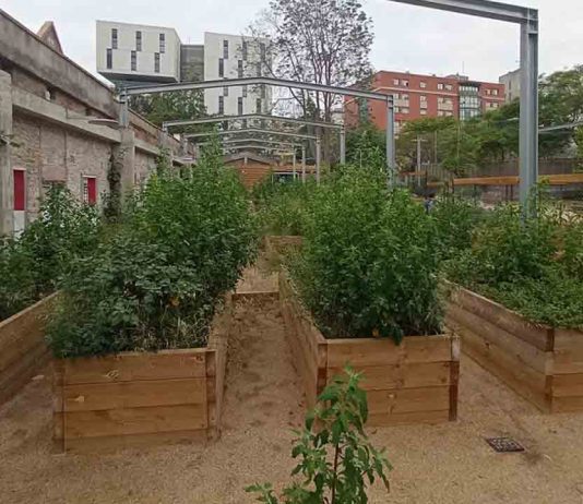 Huerto Colònia Castells: cultivo comunitario y participación vecinal en Les Corts Huerto Colònia Castells: cultivo comunitario y participación vecinal en Les Corts