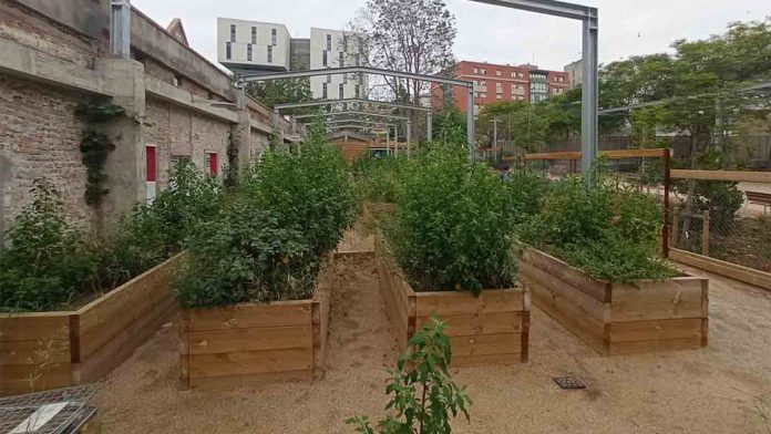 Hort Urbà Espai Colònia Castells Les Corts Huerto Colònia Castells: cultivo comunitario y participación vecinal en Les Corts