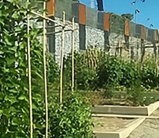 Huerto urbano de la Casa de l’Aigua: un espacio accesible para cultivar y aprender en Barcelona Huerto urbano de la Casa de l'Aigua: un espacio accesible para cultivar y aprender en Barcelona