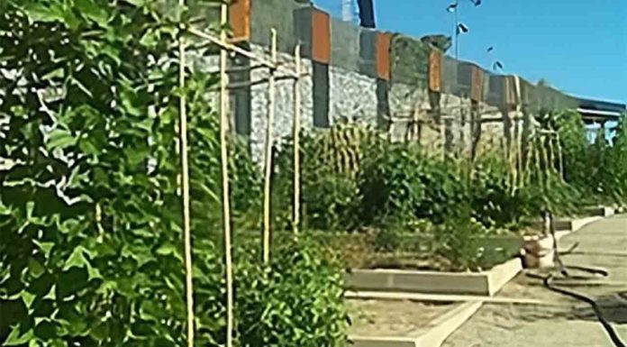 Huerto urbano de la Casa de l’Aigua: un espacio accesible para cultivar y aprender en Barcelona Huerto urbano de la Casa de l'Aigua: un espacio accesible para cultivar y aprender en Barcelona