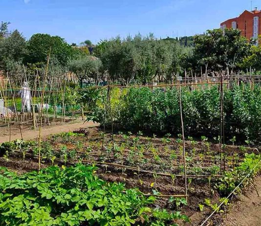 Huerto Urbano Masía Can Mestres: naturaleza, agricultura y educación ambiental en Montjuïc Huerto Urbano Masía Can Mestres: naturaleza, agricultura y educación ambiental en Montjuïc