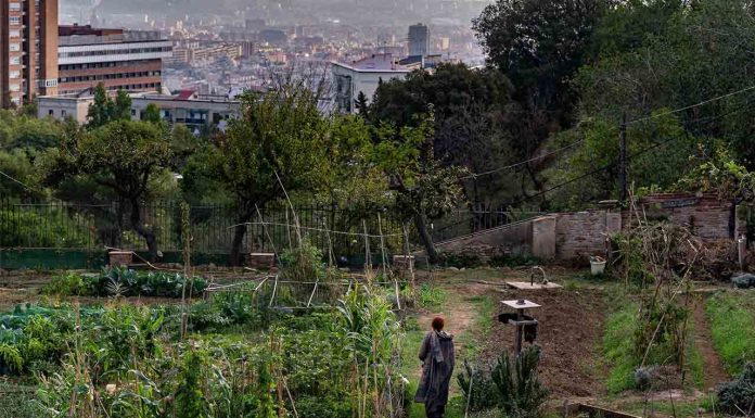 Huerto Urbano Masía Can Soler: agricultura ecológica y educación ambiental en Collserola Huerto Urbano Masía Can Soler: agricultura ecológica y educación ambiental en Collserola