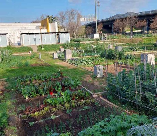 Huerto Urbano Parc de la Trinitat: un oasis verde en el norte de Barcelona Huerto Urbano Parc de la Trinitat: un oasis verde en el norte de Barcelona