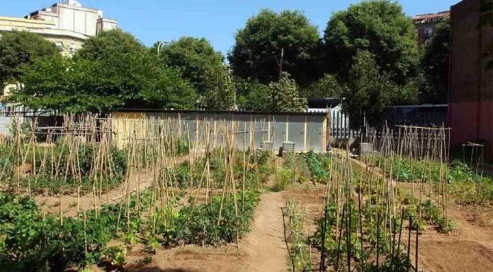 Huerto Urbano Sagrada Família: un oasis de biodiversidad en el corazón del Eixample Huerto Urbano Sagrada Família: un oasis de biodiversidad en el corazón del Eixample