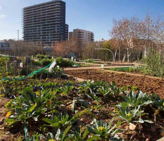Huerto Urbano Torre Melina: biodiversidad y comunidad en Les Corts Huerto Urbano Torre Melina: biodiversidad y comunidad en Les Corts