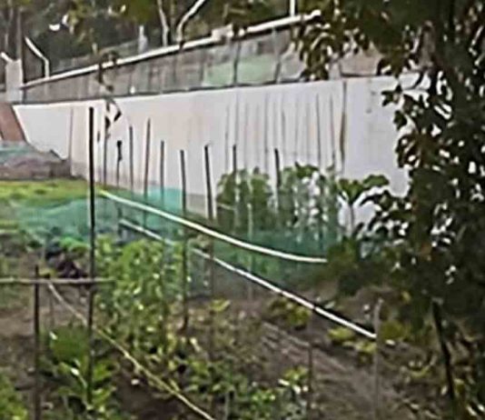 Huerto urbano de Can Peguera: un espacio comunitario para cultivar y aprender en Nou Barris Huerto urbano de Can Peguera: un espacio comunitario para cultivar y aprender en Nou Barris