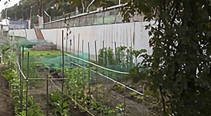 Huerto urbano de Can Peguera: un espacio comunitario para cultivar y aprender en Nou Barris Huerto urbano de Can Peguera: un espacio comunitario para cultivar y aprender en Nou Barris