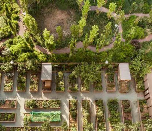 Huerto del Clot: un espacio comunitario y educativo para la sostenibilidad en Barcelona Huerto del Clot: un espacio comunitario y educativo para la sostenibilidad en Barcelona