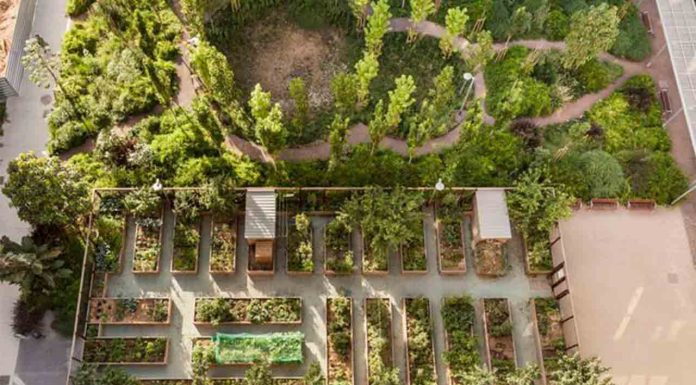 Huerto del Clot: un espacio comunitario y educativo para la sostenibilidad en Barcelona Huerto del Clot: un espacio comunitario y educativo para la sostenibilidad en Barcelona