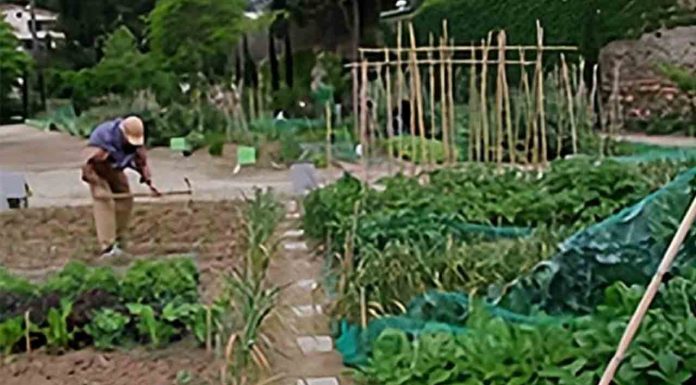 El huerto urbano de Pedralbes: un espacio inclusivo para la agricultura ecológica en Barcelona El huerto urbano de Pedralbes