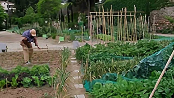 El huerto urbano de Pedralbes