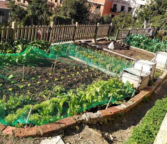 Huerto Urbano de l’Avi: pionero en agricultura comunitaria y educación ambiental en Barcelona Huerto Urbano de l'Avi: pionero en agricultura comunitaria y educación ambiental en Barcelona
