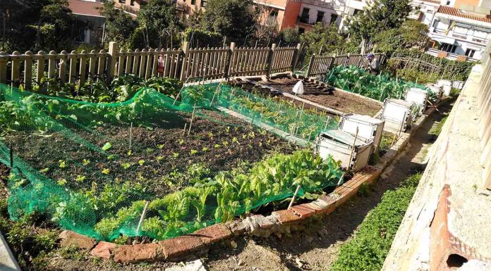 Huerto Urbano de l’Avi: pionero en agricultura comunitaria y educación ambiental en Barcelona Huerto Urbano de l'Avi: pionero en agricultura comunitaria y educación ambiental en Barcelona