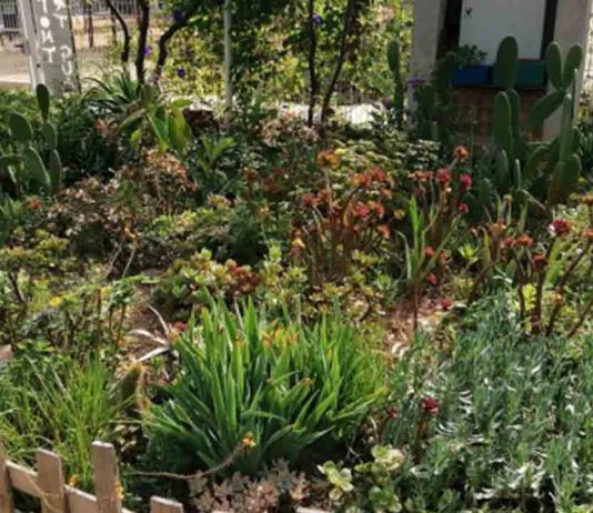 Huerto de la Font de la Guatlla: agricultura comunitaria y sostenibilidad en Barcelona Huerto de la Font de la Guatlla: agricultura comunitaria y sostenibilidad en Barcelona