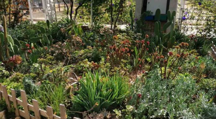 Huerto de la Font de la Guatlla: agricultura comunitaria y sostenibilidad en Barcelona Huerto de la Font de la Guatlla: agricultura comunitaria y sostenibilidad en Barcelona