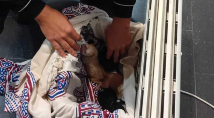 Investigan un caso de abandono de cachorros en Gavà que deja un animal muerto Investigan un caso de abandono de cachorros en Gavà que deja un animal muerto