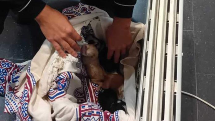 Investigan un caso de abandono de cachorros en Gavà que deja un animal muerto