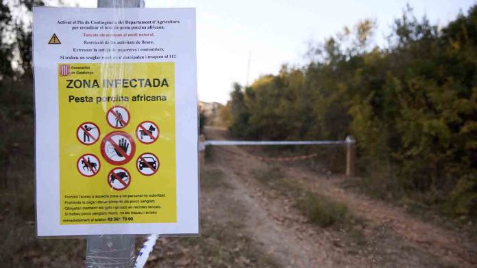 La peste porcina llega a Barcelona y obliga al cierre del Parque de Collserola