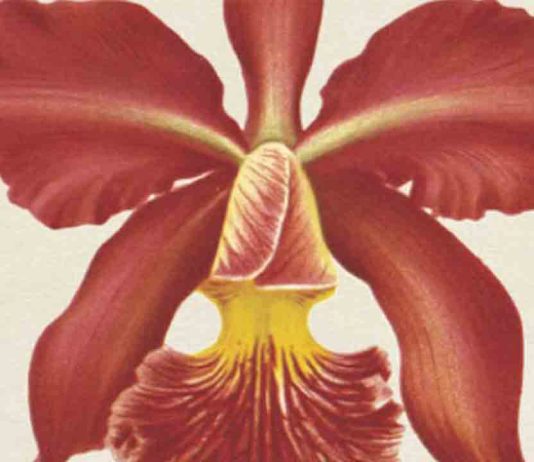 Las plantas como prueba viva de la evolución Las plantas como prueba viva de la evolución