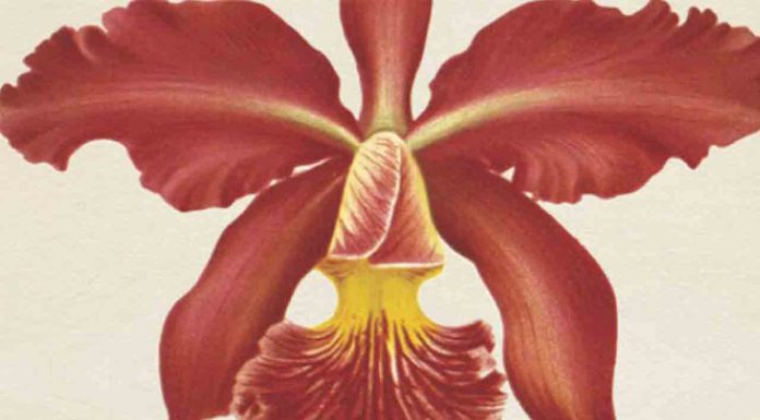 Las plantas como prueba viva de la evolución Las plantas como prueba viva de la evolución
