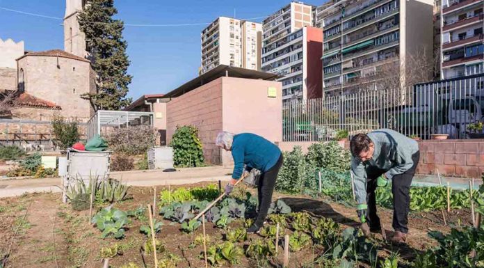 Los Huertos Urbanos de Barcelona: espacios verdes que transforman la ciudad Los Huertos Urbanos de Barcelona espacios verdes que transforman la ciudad