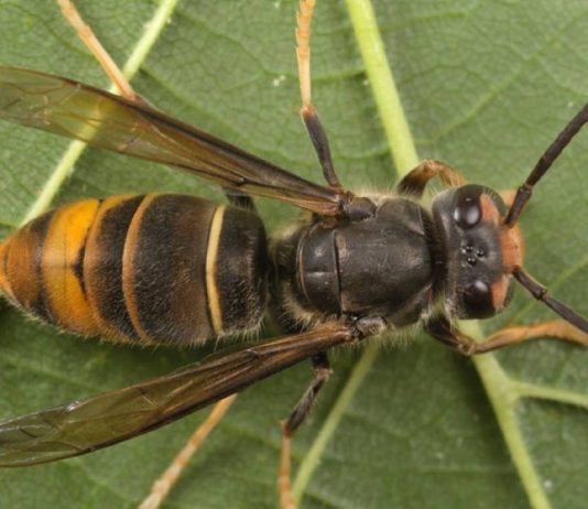 Catalunya refuerza la protección de la apicultura frente a la amenaza de la avispa asiática Catalunya refuerza la protección de la apicultura frente a la amenaza de la avispa asiática