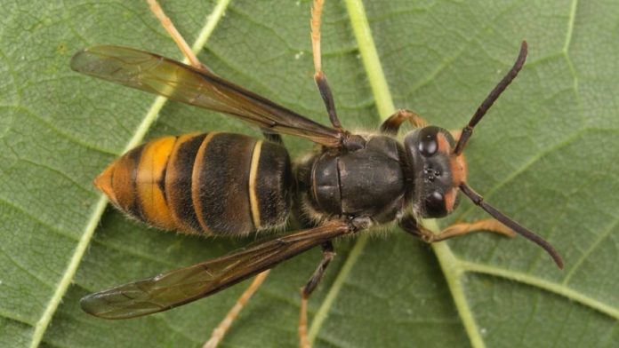 Catalunya refuerza la protección de la apicultura frente a la amenaza de la avispa asiática
