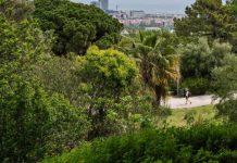 Barcelona incorpora al catálogo cinco nuevos árboles de interés local Barcelona incorpora al catálogo cinco nuevos árboles de interés local