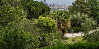 Barcelona incorpora al catálogo cinco nuevos árboles de interés local Barcelona incorpora al catálogo cinco nuevos árboles de interés local