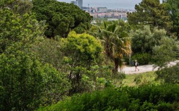 Barcelona incorpora al catálogo cinco nuevos árboles de interés local Barcelona incorpora al catálogo cinco nuevos árboles de interés local