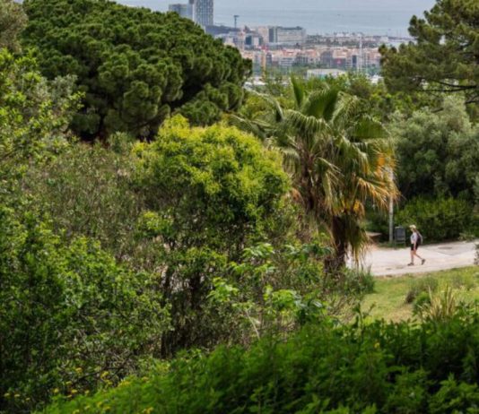Barcelona incorpora al catálogo cinco nuevos árboles de interés local Barcelona incorpora al catálogo cinco nuevos árboles de interés local