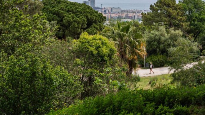 Barcelona incorpora al catálogo cinco nuevos árboles de interés local