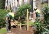 Barcelona suma nuevo arbolado urbano con el impulso del programa Healthy Cities Barcelona suma nuevo arbolado urbano con el impulso del programa Healthy Cities
