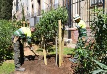 Barcelona suma nuevo arbolado urbano con el impulso del programa Healthy Cities Barcelona suma nuevo arbolado urbano con el impulso del programa Healthy Cities