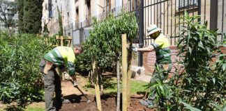 Barcelona suma nuevo arbolado urbano con el impulso del programa Healthy Cities Barcelona suma nuevo arbolado urbano con el impulso del programa Healthy Cities