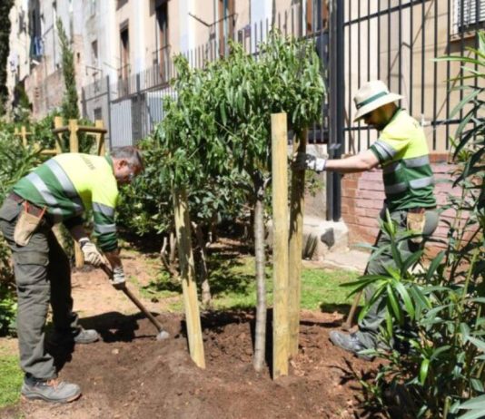 Barcelona suma nuevo arbolado urbano con el impulso del programa Healthy Cities Barcelona suma nuevo arbolado urbano con el impulso del programa Healthy Cities
