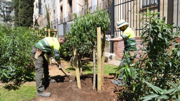 Barcelona suma nuevo arbolado urbano con el impulso del programa Healthy Cities